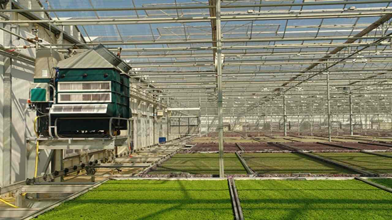 The Importance Of Humidity In A Greenhouse