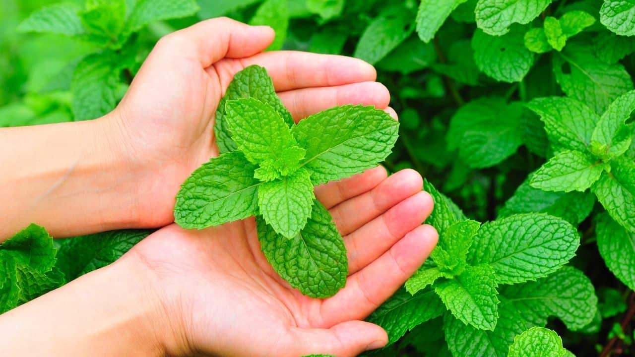 The Importance Of Properly Harvesting Mint
