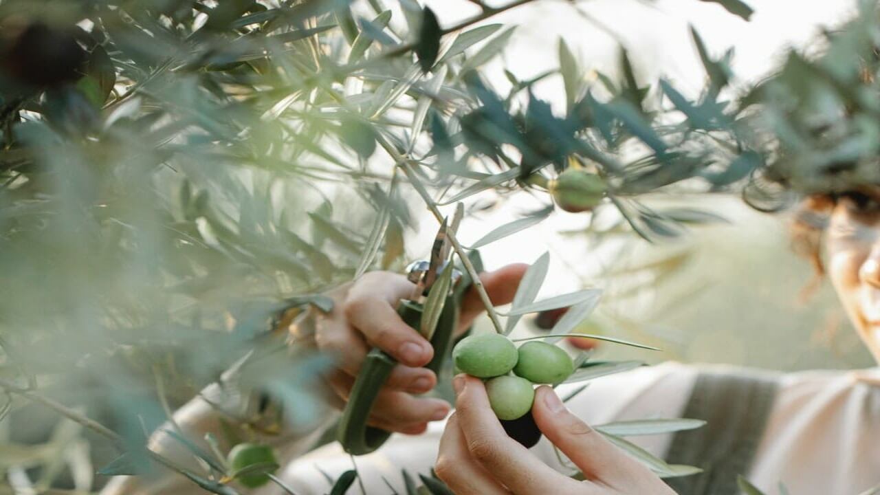 The Origin Of Olive Trees And Their Significance