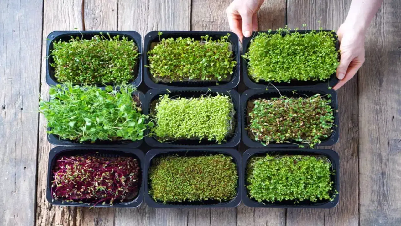 The Pros And Cons Of Growing Microgreens At Home