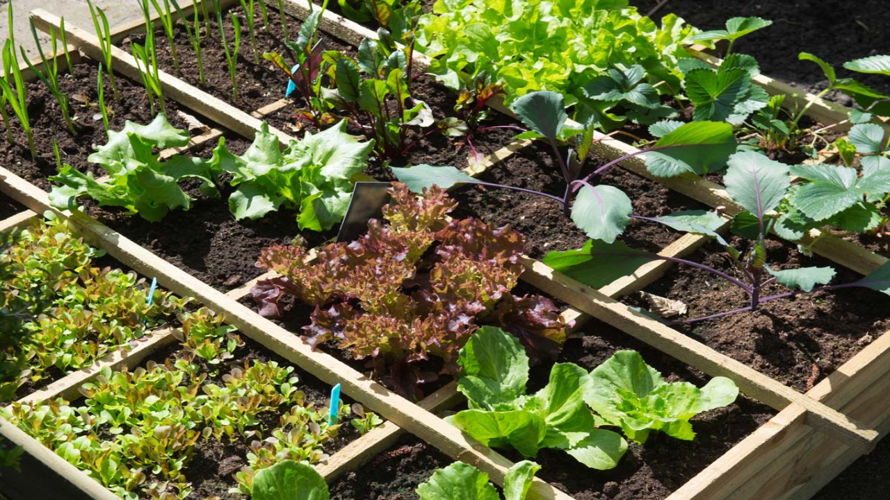 The Pros Of Square-Foot Gardening