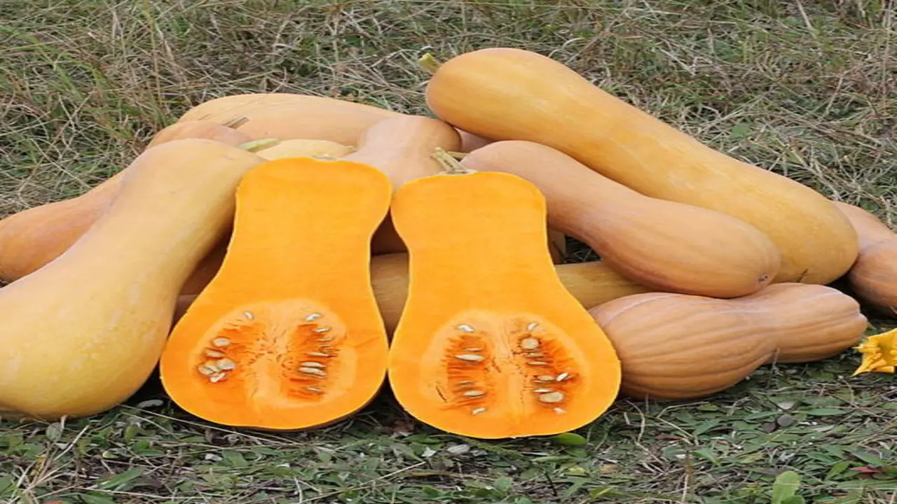 The Right Time To Harvest Butternut Squash And How To Store It