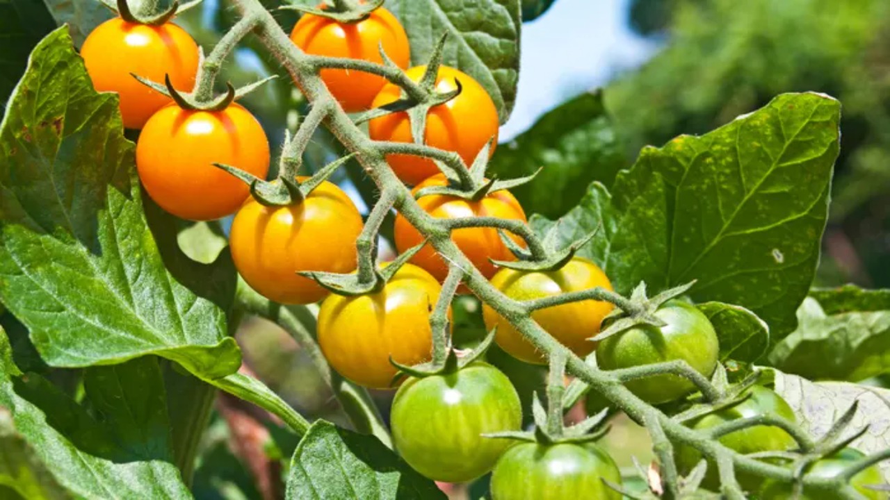 The Role Of Ethylene In Tomato Ripening
