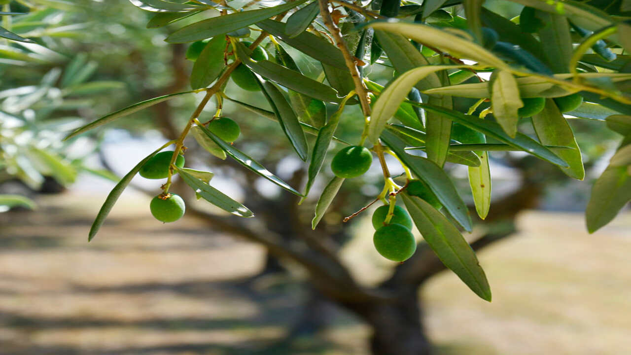The Role Of Olive Trees In History