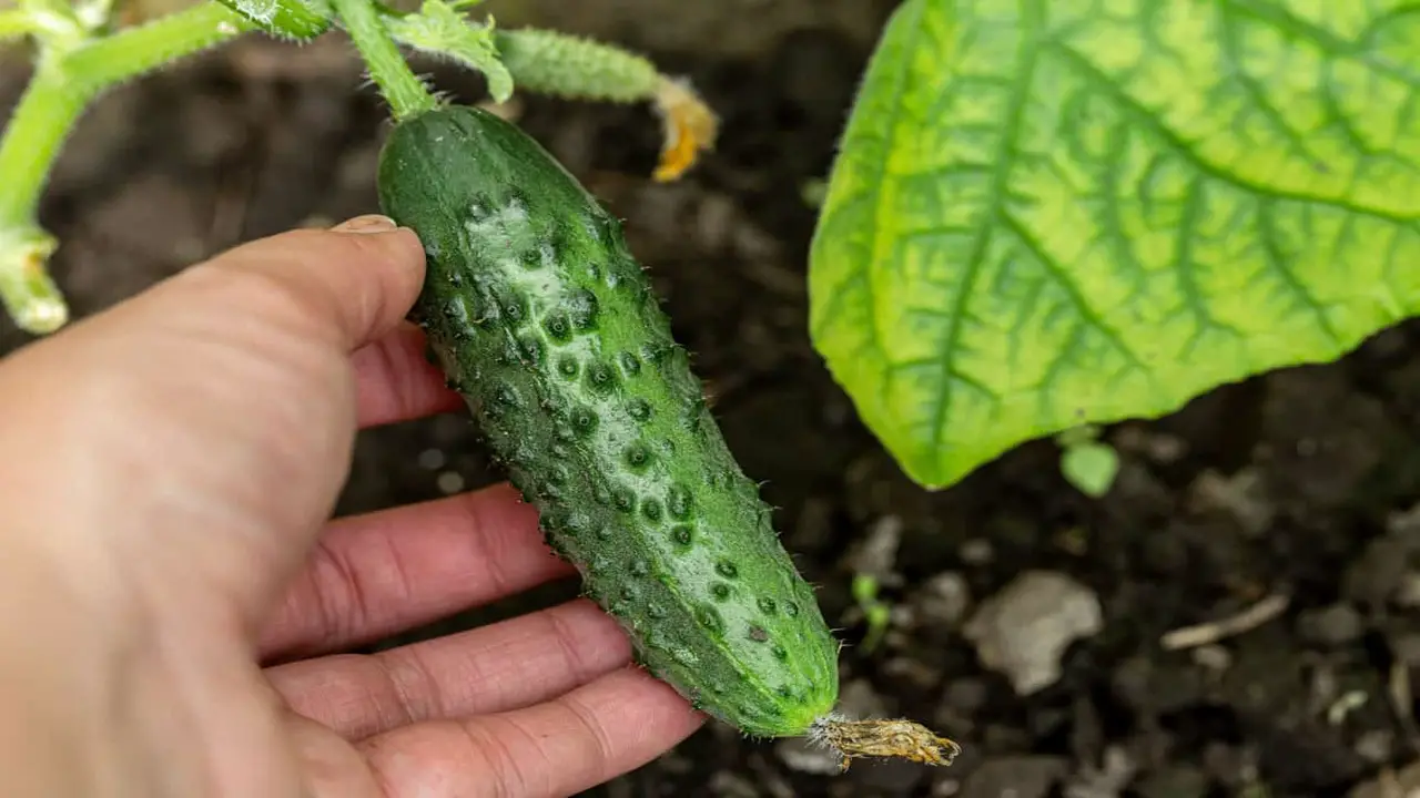 The Top 15 Best Companion Plants For Cucumbers