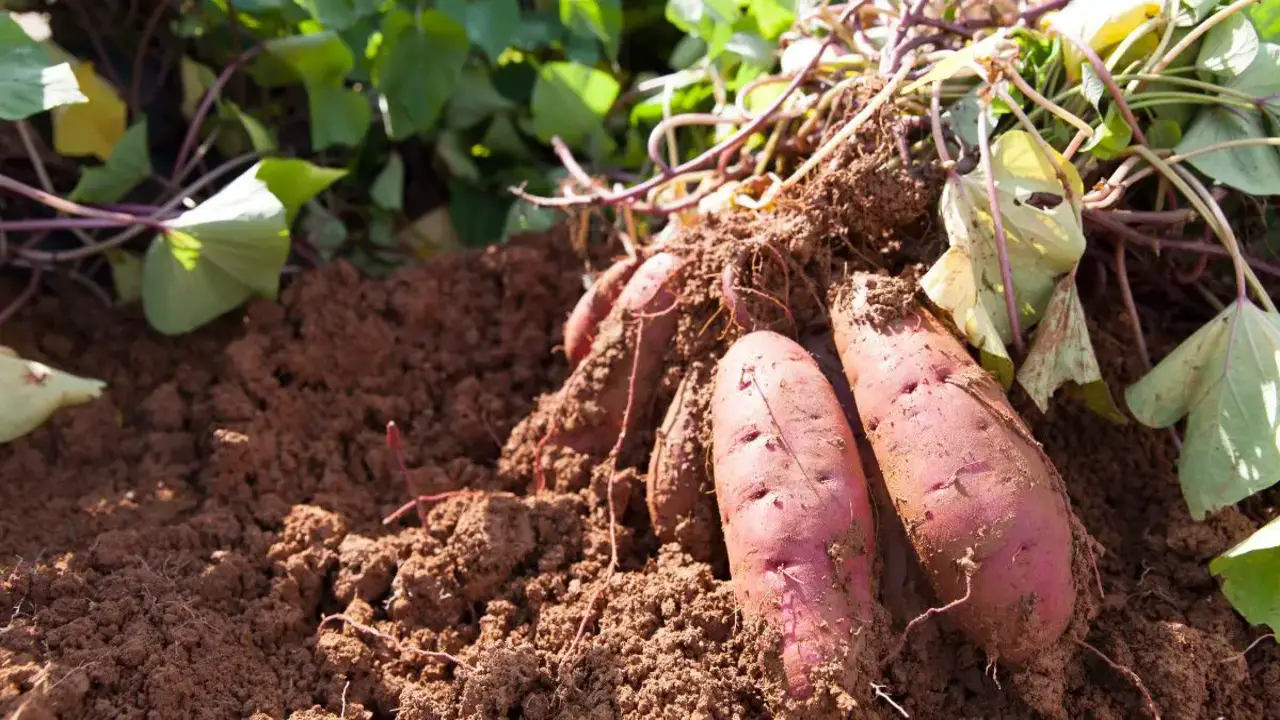 The Top 20 Best Sweet Potato Companion Plants