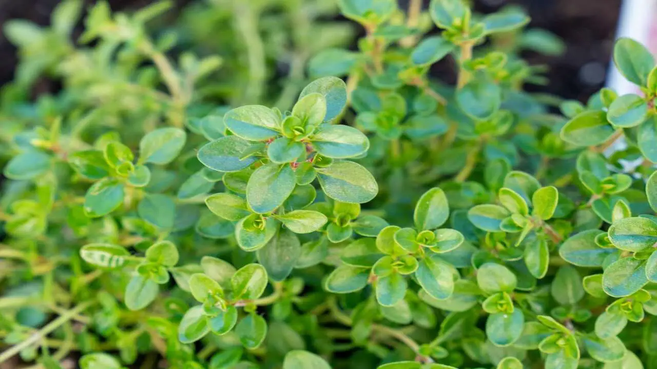 Thyme Plant Care - How To Grow, Harvest & Use