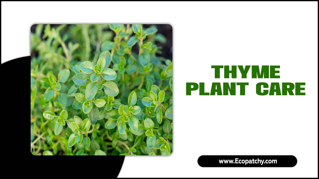 Thyme Plant Care