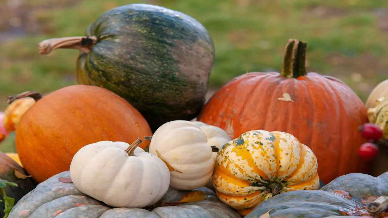 Tips And Tricks For Successful Container Pumpkin Gardening