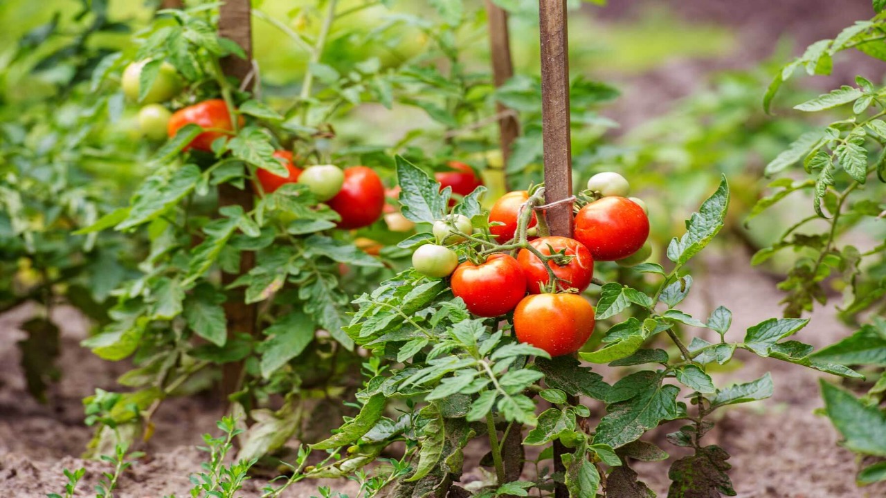 Tips For Caring For Your Tomato Plants During The Ripening Process