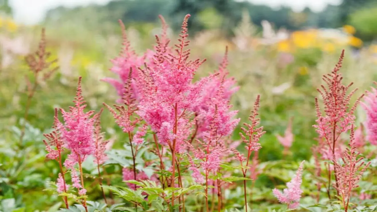 Tips For Combining Astilbe With Other Plants In Your Garden