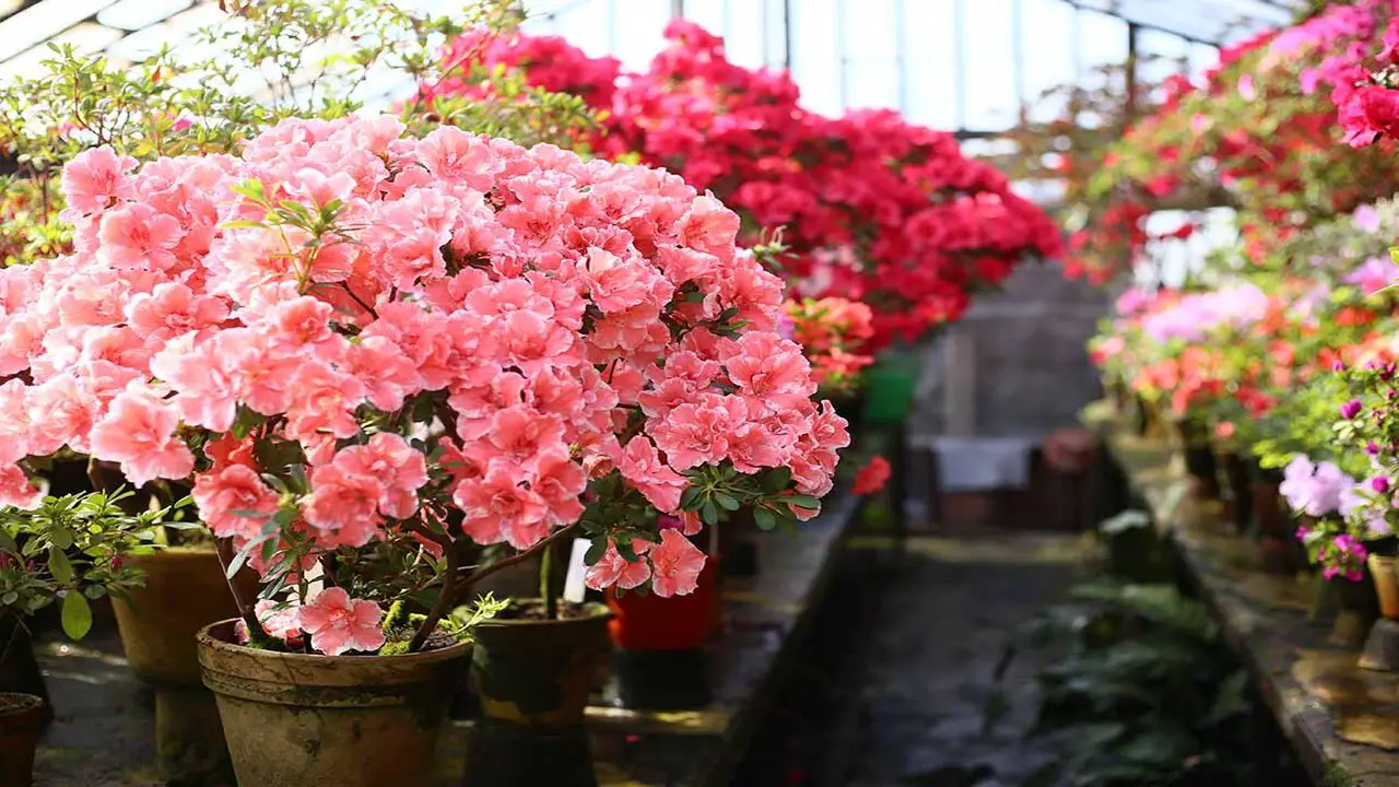 Tips For Creating A Beautiful Display With Potted Azaleas