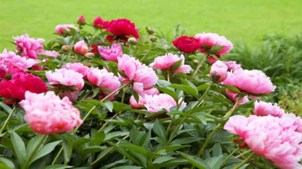 Tips For Extending The Blooming Season