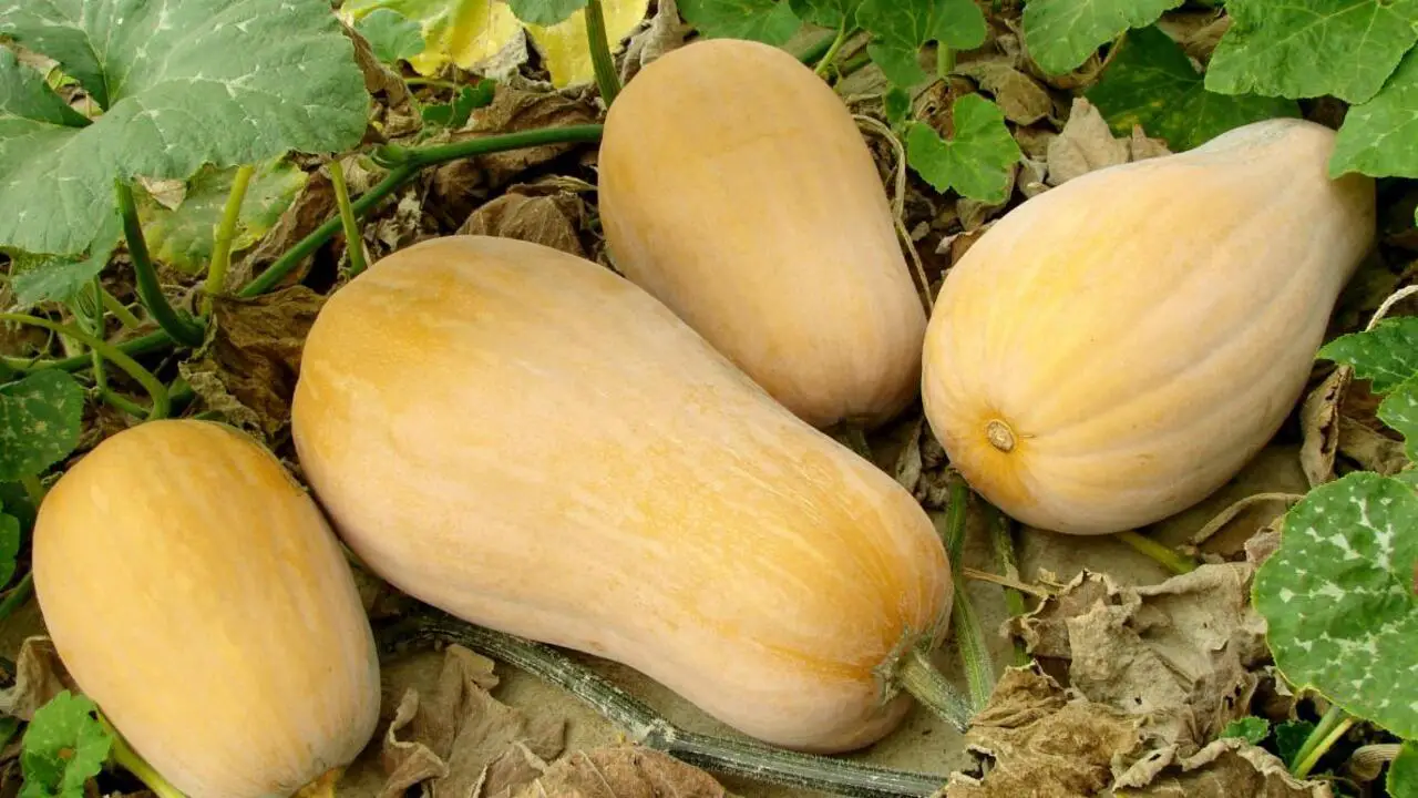 Tips For Growing Butternut Squash