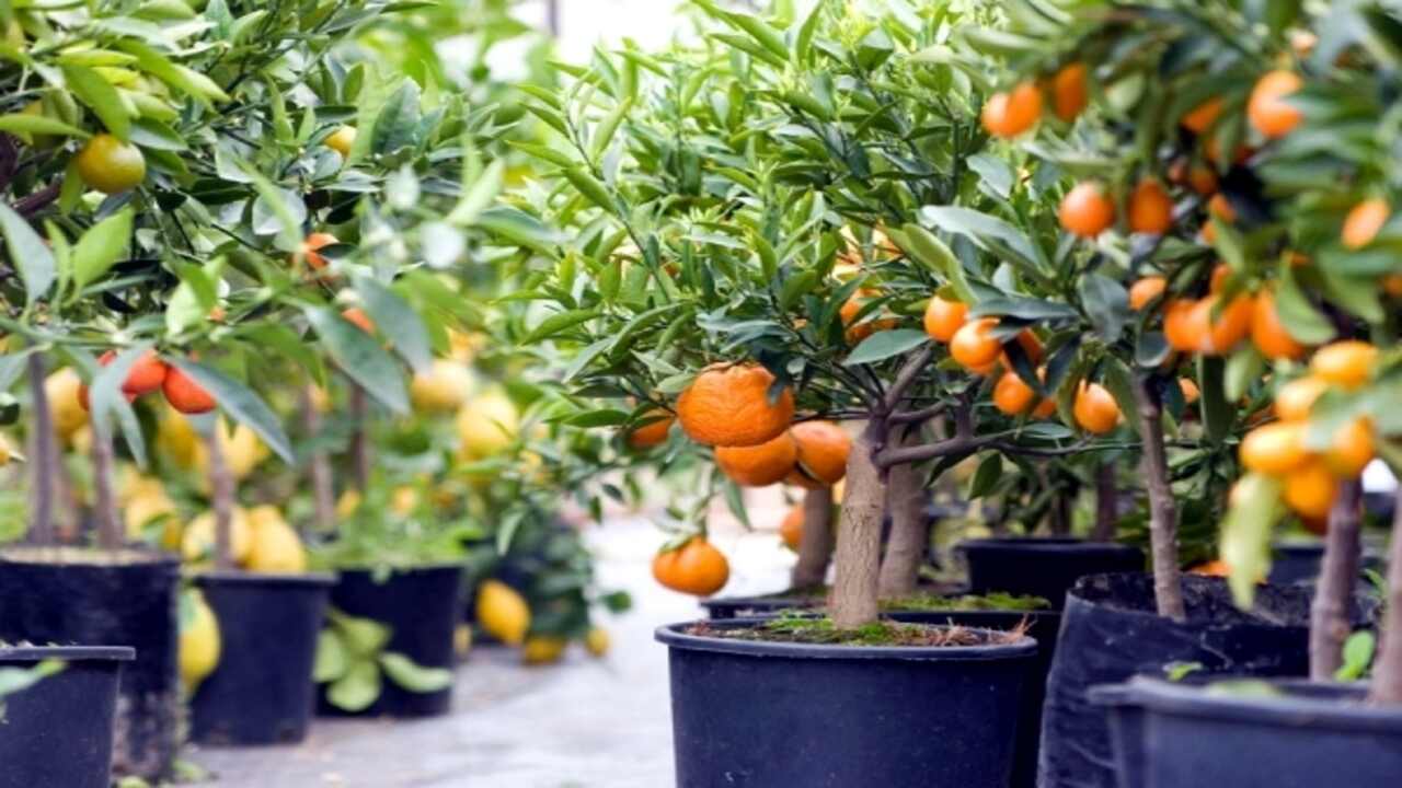 Tips For Growing Fruit Trees In Containers