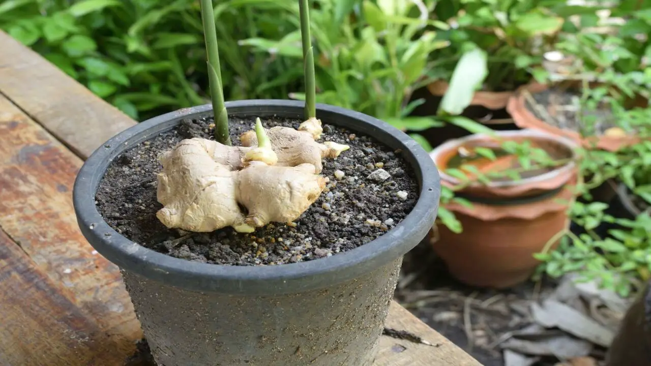 Tips For Growing Ginger In Containers