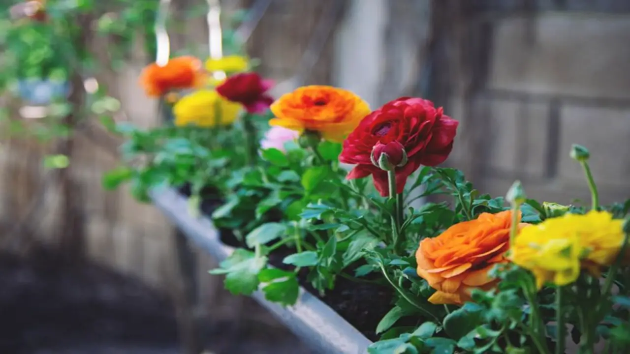 Tips For Growing Healthy And Vibrant Ranunculus Blooms