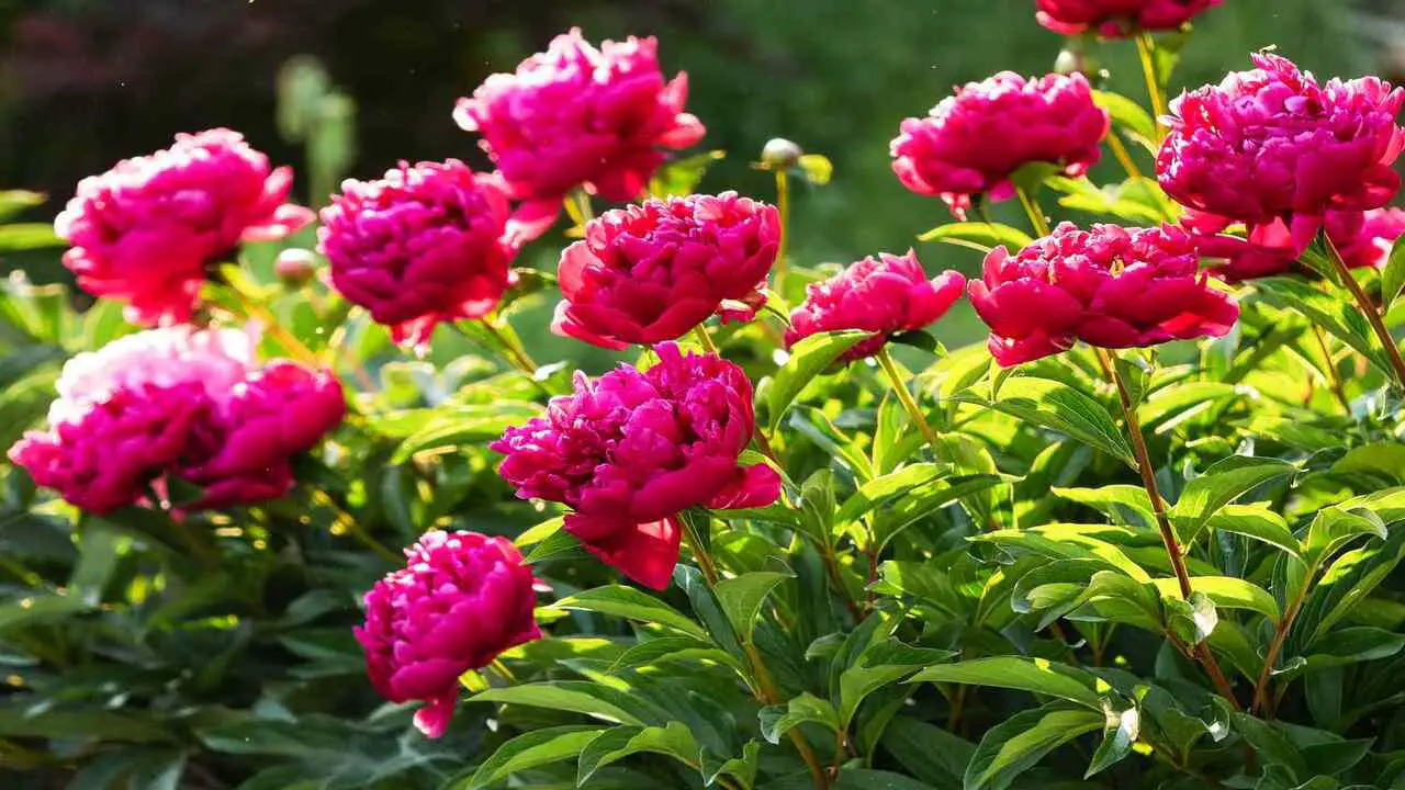 Tips For Growing Healthy Peonies