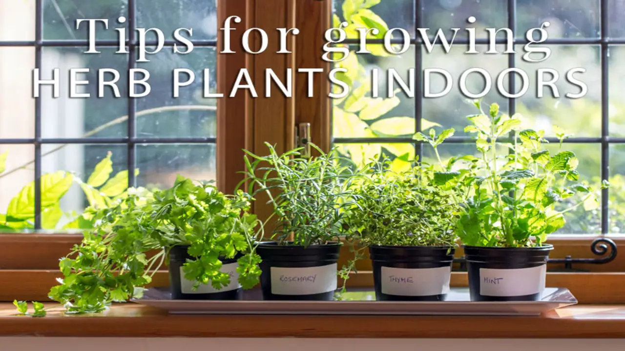 Tips For Growing Herbs Indoors