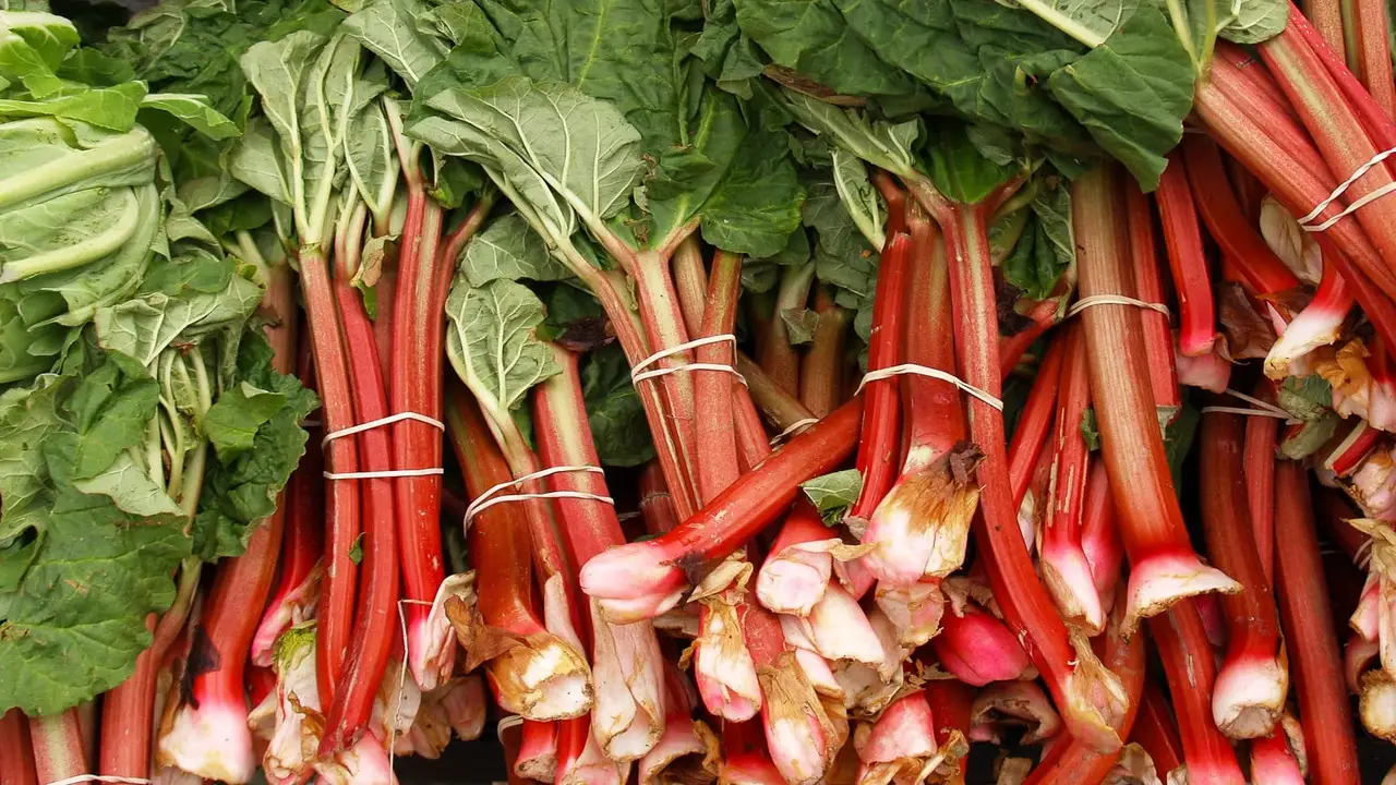 Tips For Harvesting Rhubarb Safely And Easily