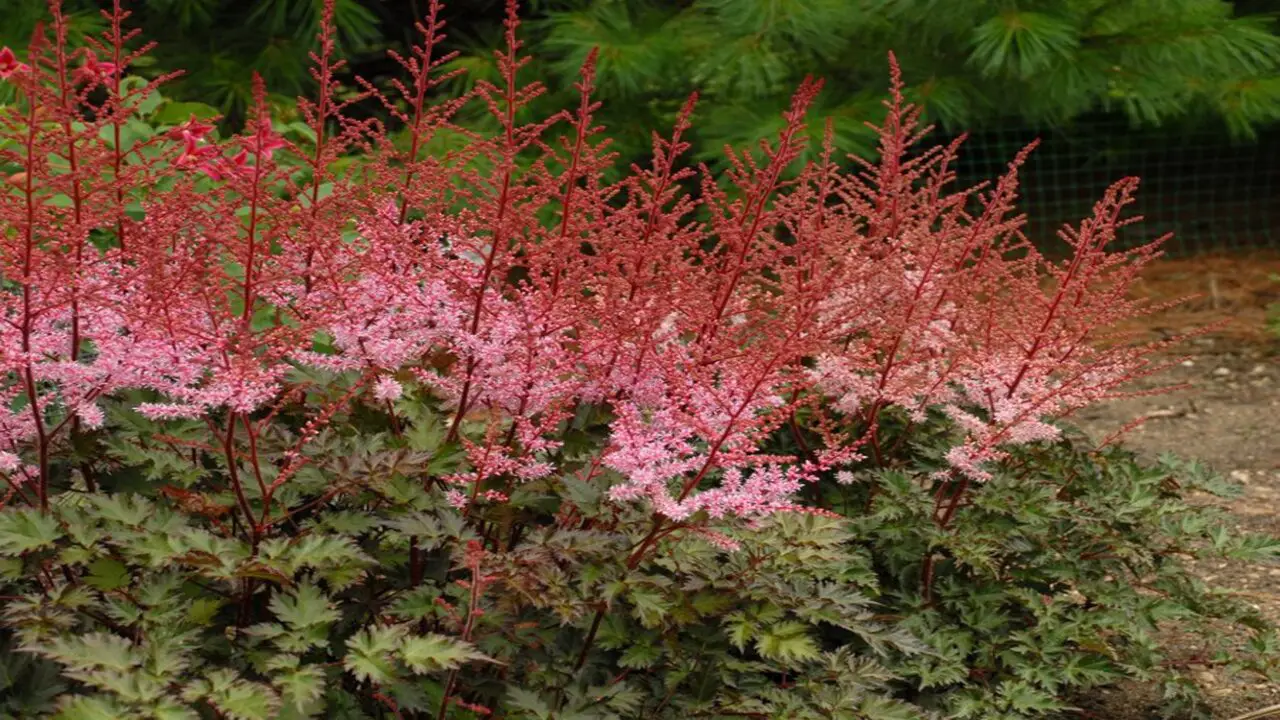 Tips For Maintaining Healthy And Vibrant Astilbe Plants