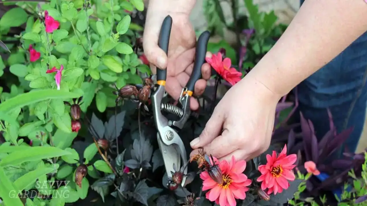 Tips For Maintaining Healthy And Vibrant Flowers In Pots And Containers