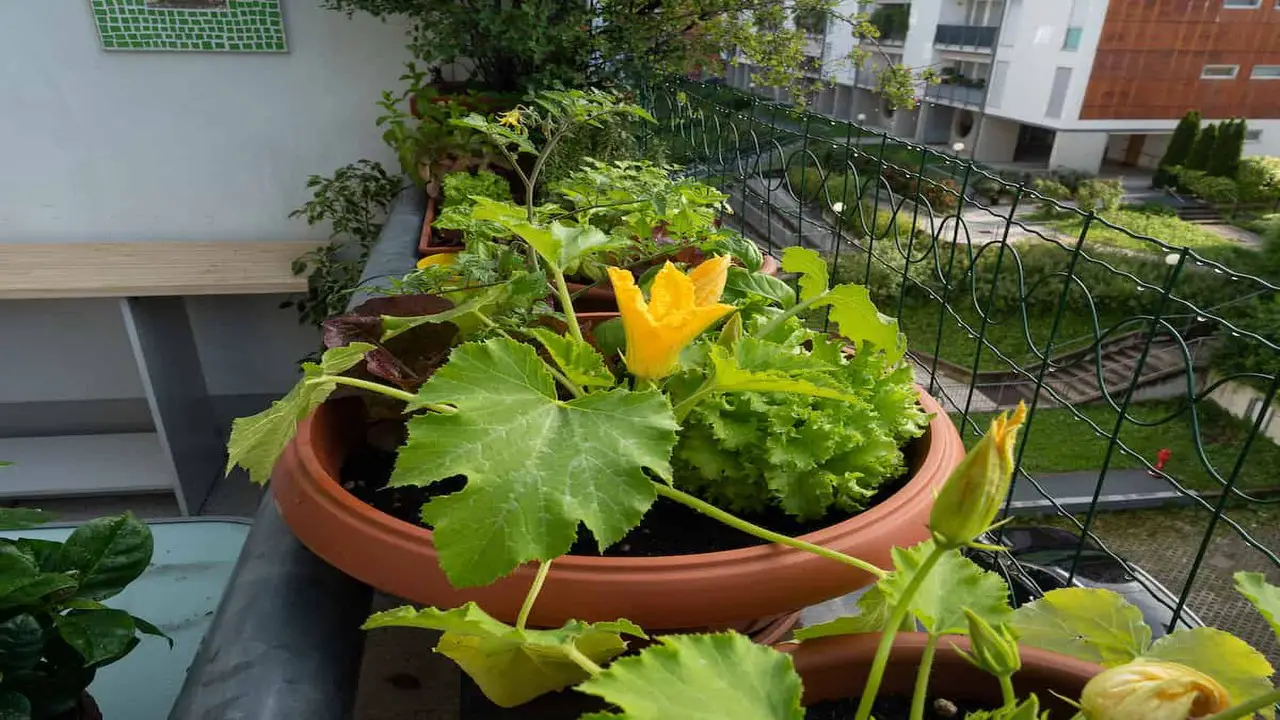 Tips For Maximizing Your Zucchini Harvest In Pots