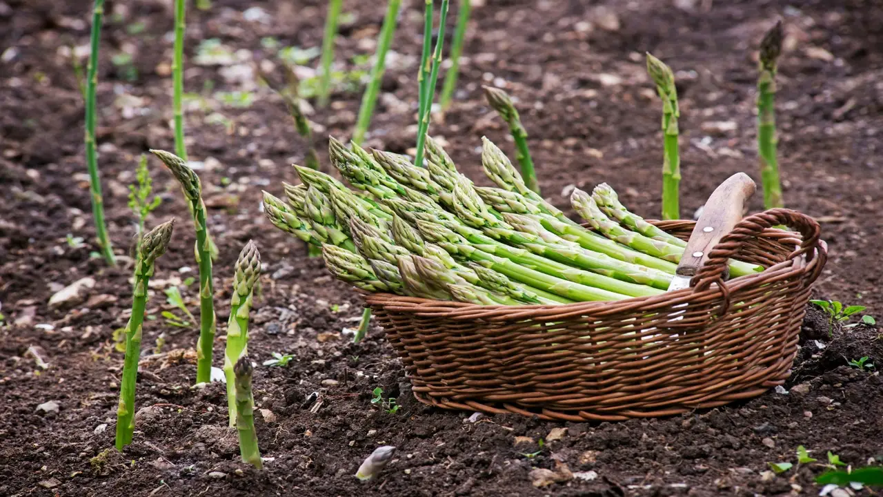 Tips For Planting The Best Companion Plants For Your Asparagus Beds