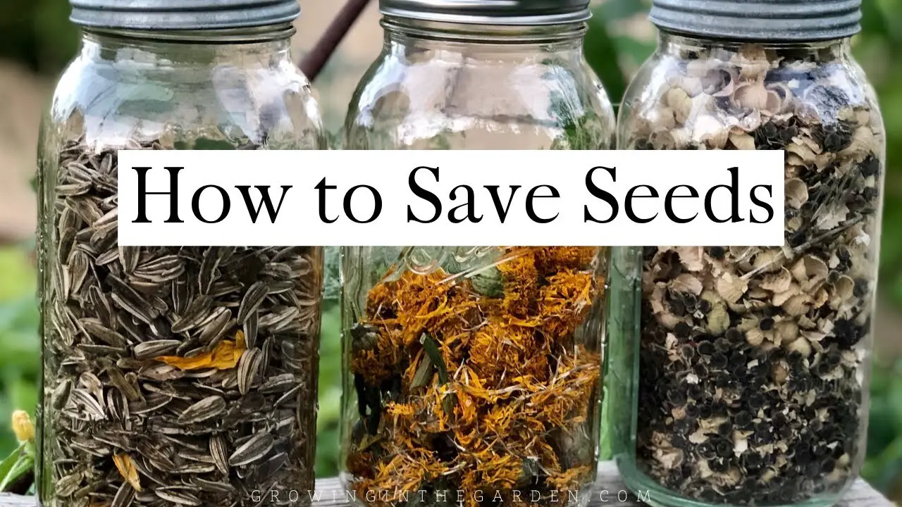 Tips For Save Seeds From Your Garden