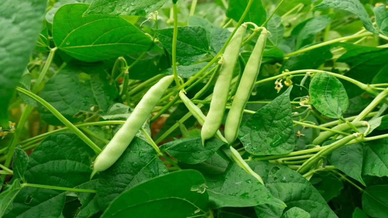 Tips For Success In Container Green Bean Gardening