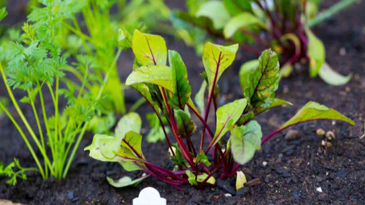 Tips For Successful Companion Planting With Beets