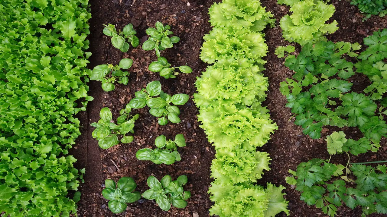 Tips For Successful Companion Planting With Kale
