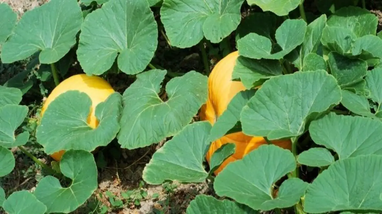 Tips For Successful Pumpkin Companion Plantin