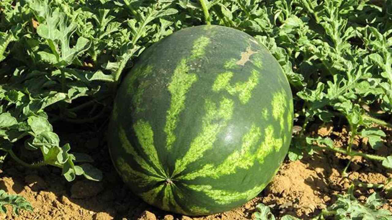 Tips For Successful Watermelon Cultivation In A Greenhouse