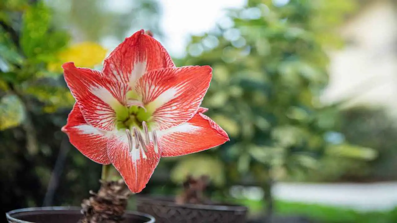 Tips For Successfully Cultivating Amaryllis Plants