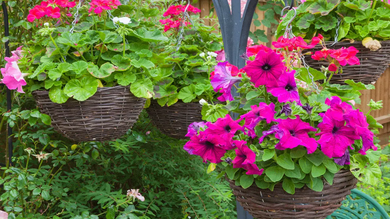 Tips To Make Petunia Hanging Basket Care Easier