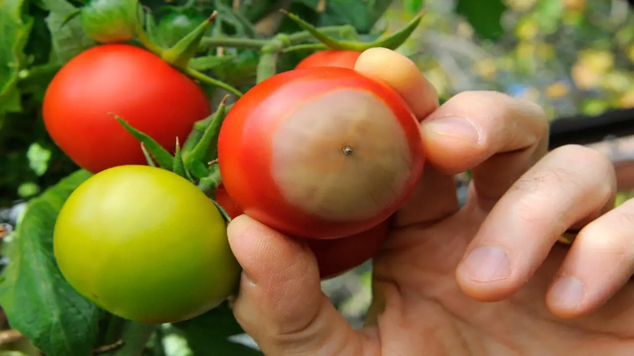 Tomato Rot How To Manage And Prevent Blossom End Rot - Essential Tips