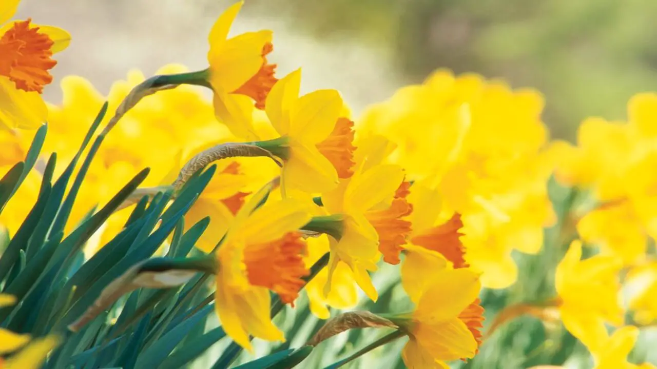 Top 10 Best Daffodil Colors For Your Garden