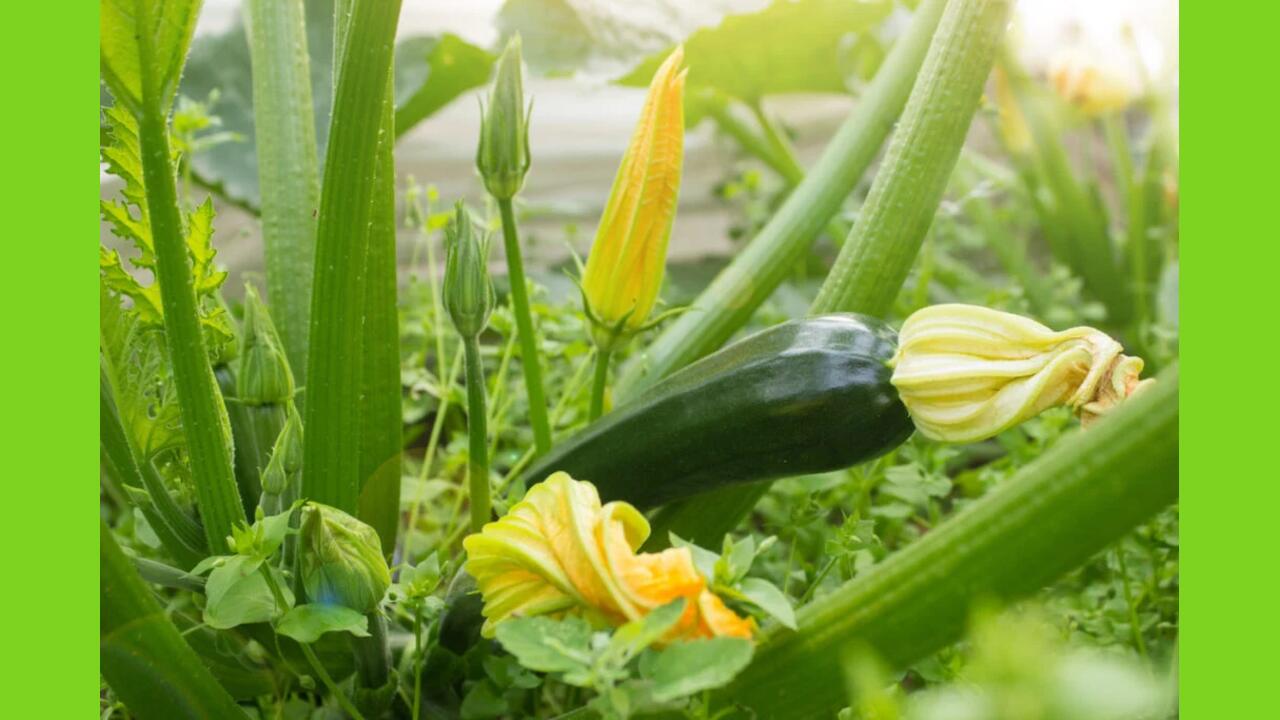 Top 10 Companion Plants For Zucchini For Better Yields