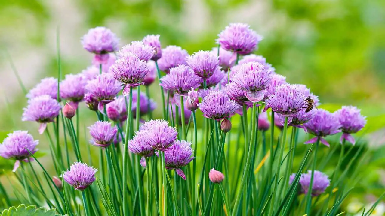 Top 10 Fastest Growing Flowers To Grow In Your Garden