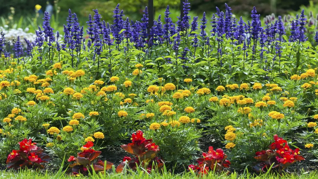 Top 14 Best Marigold Companion Plants For Your Garden