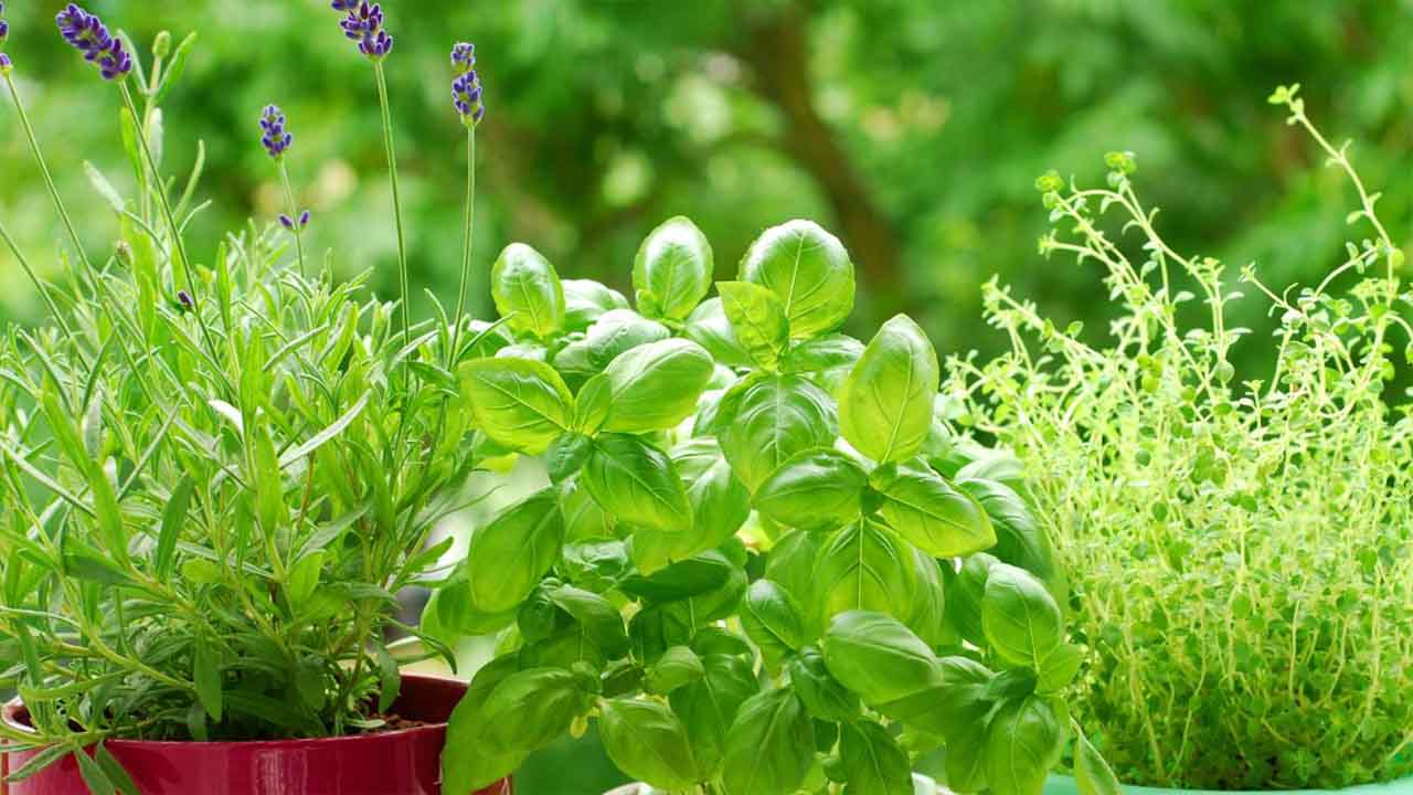 Top 15 Best Mint Companion Plants Plus An Important Warning