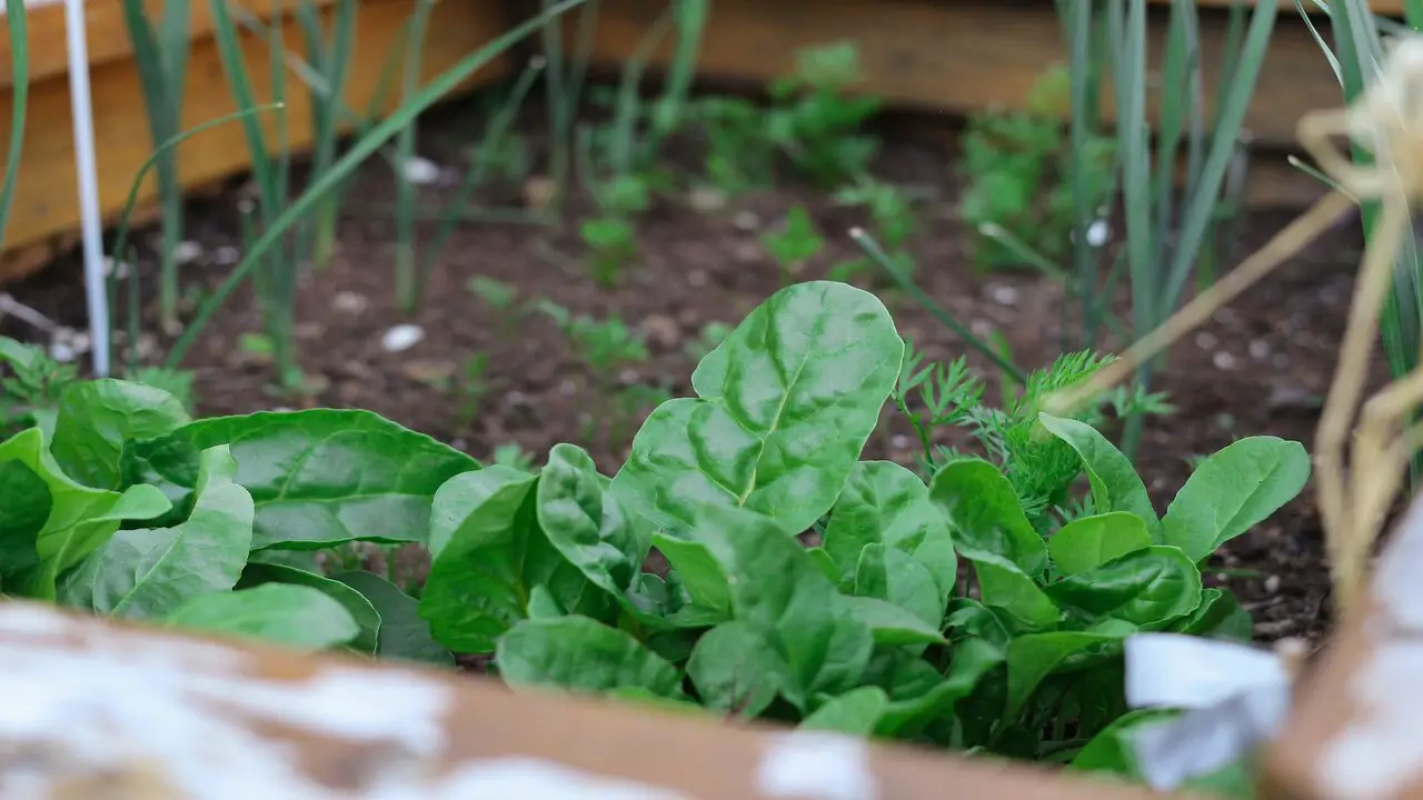 Top 15 Best Spinach Companion Plants To Grow In Your Garden