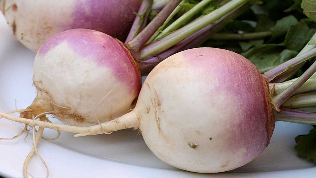 Top 15 Best Turnip Companion Plants