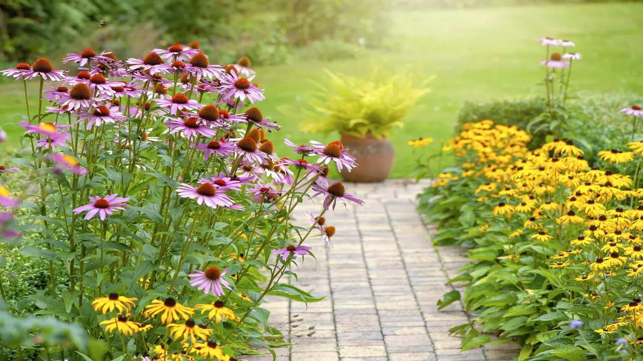 Top 25 Colorful Perennials That Bloom All Summer Long