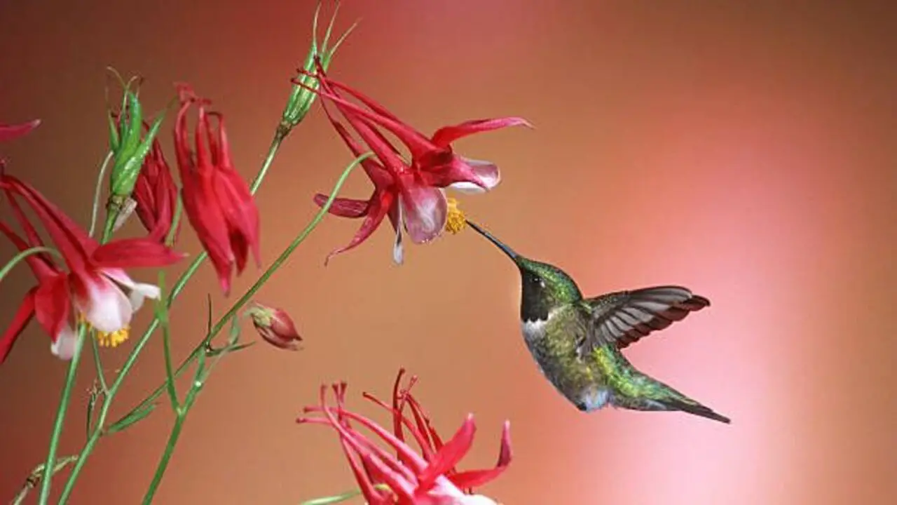 Top 26 Stunning Plants That Attract Hummingbirds Details Answer
