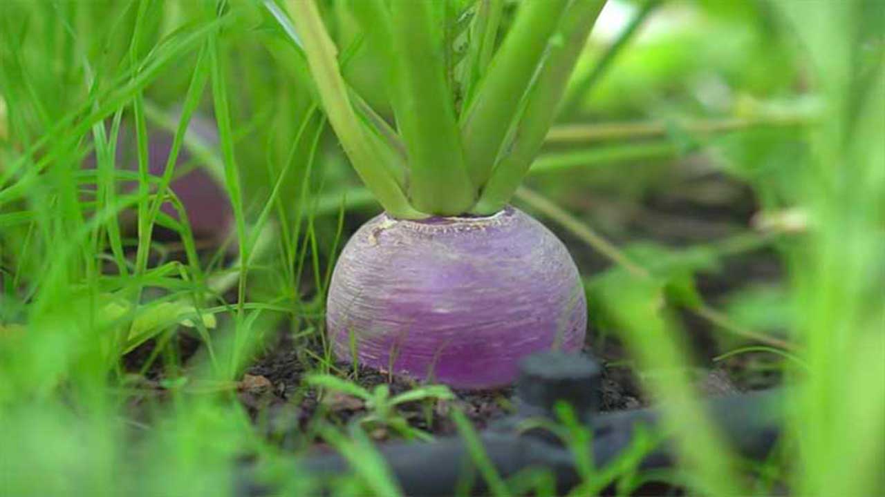 Top 4 Worst Turnip-Companion Plants