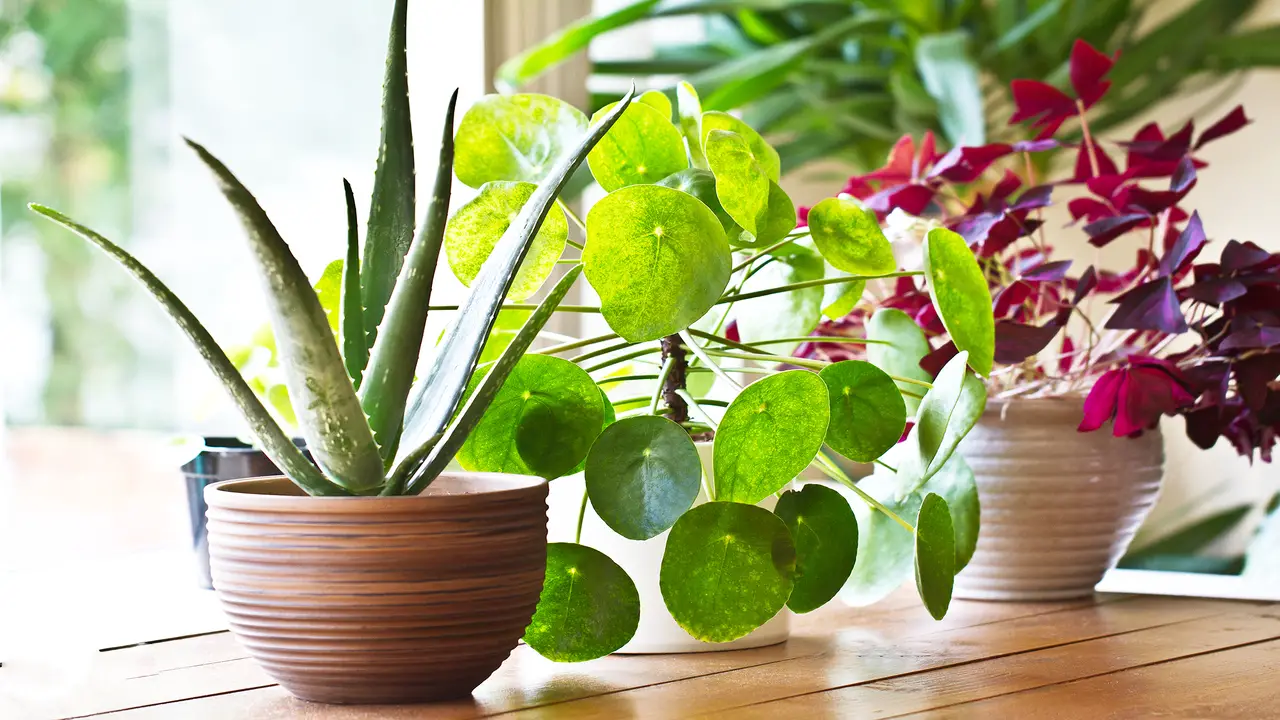 Top 9 Best Indoor Plants To Clean Air