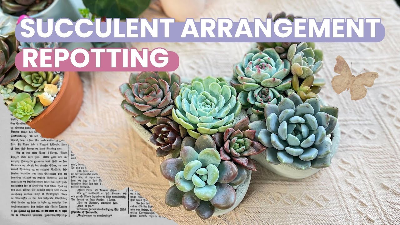 Transplanting Succulents - Tips And Techniques For Successful Repotting