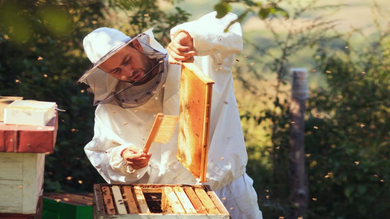 Troubleshooting Common Issues In Greenhouse Beekeeping